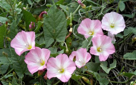 The Noxious, Persistent, Invasive, and Perennial Bindweeds